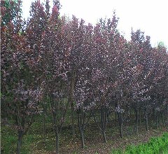 涌焘绿化的图标