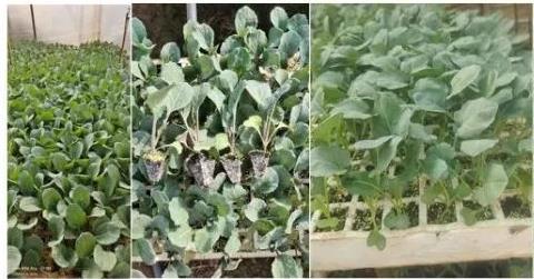 晋宁鸿鑫种苗基地常年有进口土干漂各种蔬菜苗出售